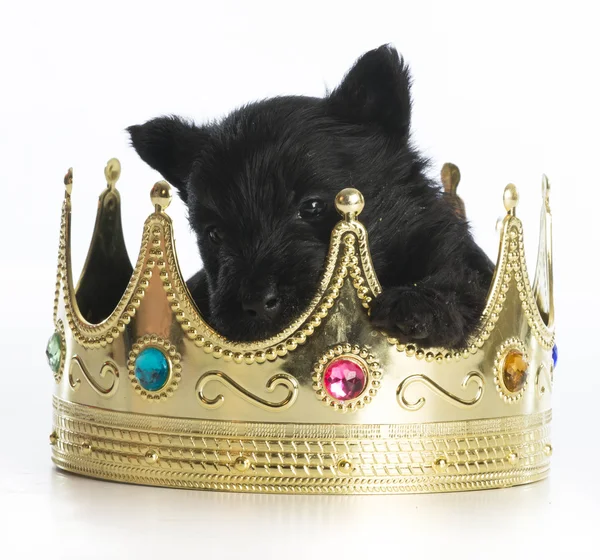 Regal puppy — Stock Photo, Image