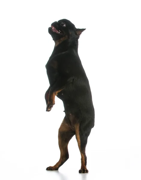 犬のダンス — ストック写真