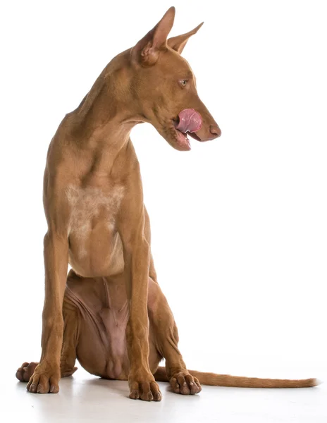 Pies lizanie — Zdjęcie stockowe