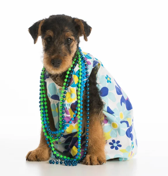 Cachorrinho bonito — Fotografia de Stock