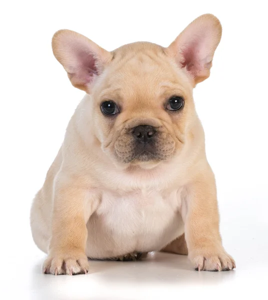 Şirin köpek. — Stok fotoğraf