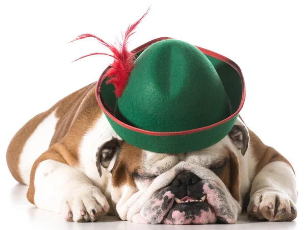 Собака носити капелюх — стокове фото