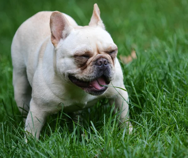 Cão comendo grama — Fotografia de Stock