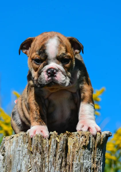 Bulldog puppy — Stockfoto