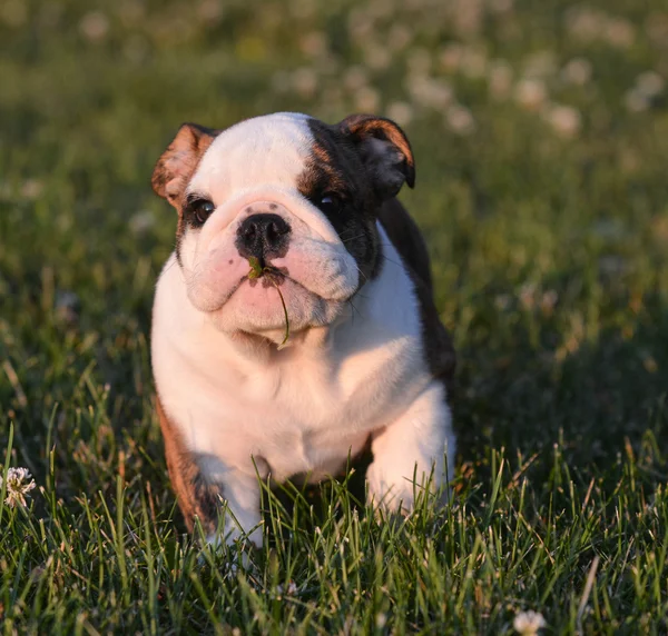 Puppy eten van gras — Stockfoto