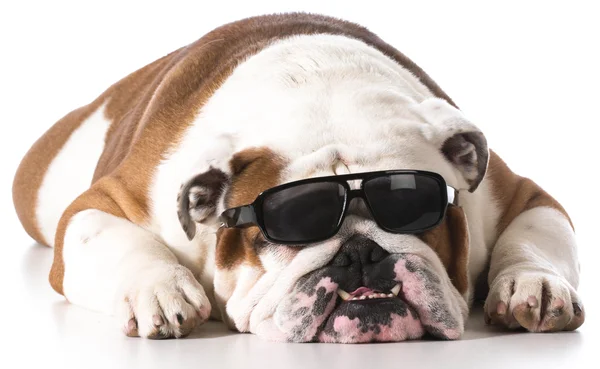 Cool hund — Stockfoto