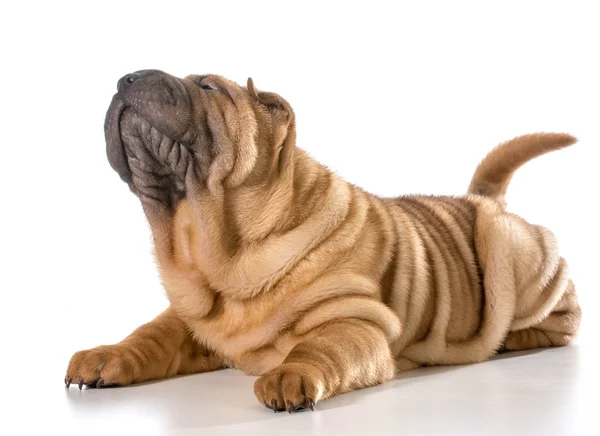 Çin shar pei — Stok fotoğraf