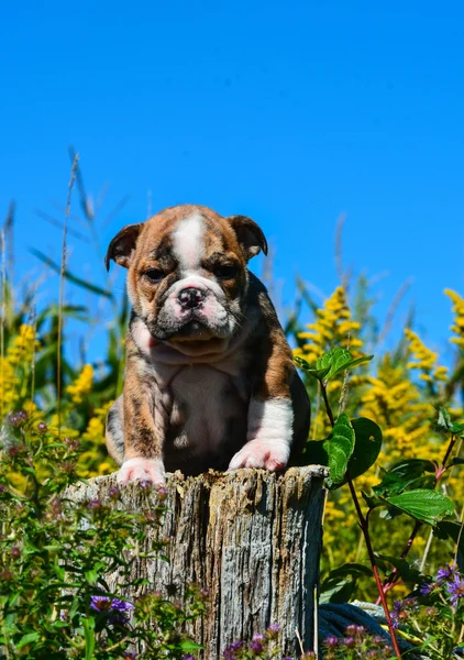 ブルドッグの子犬 — ストック写真