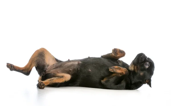 Dog laying on back — Stock Photo, Image