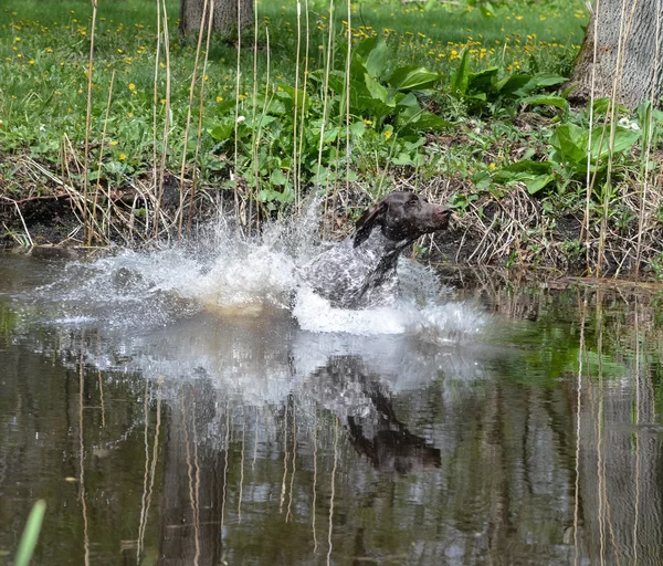 Yüzme köpek — Stok fotoğraf