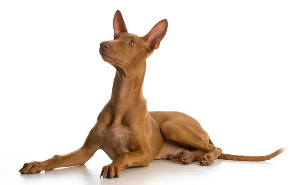 Pharaoh hound puppy — стоковое фото