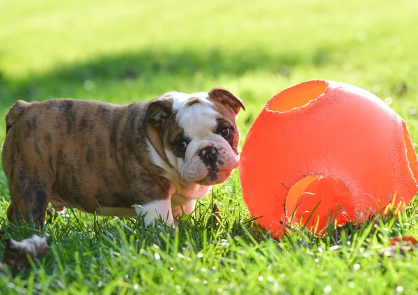 Cachorro jugando con juguete — Foto de Stock