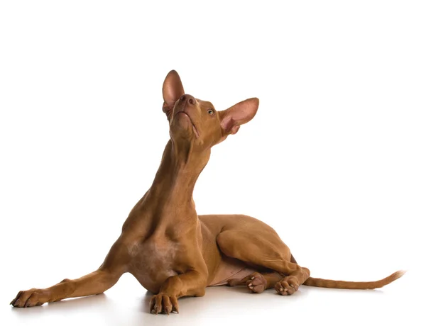 Cucciolo di cane faraone — Foto Stock