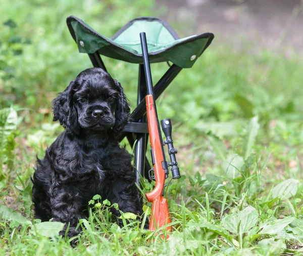 Hunting dog — Stock Photo, Image