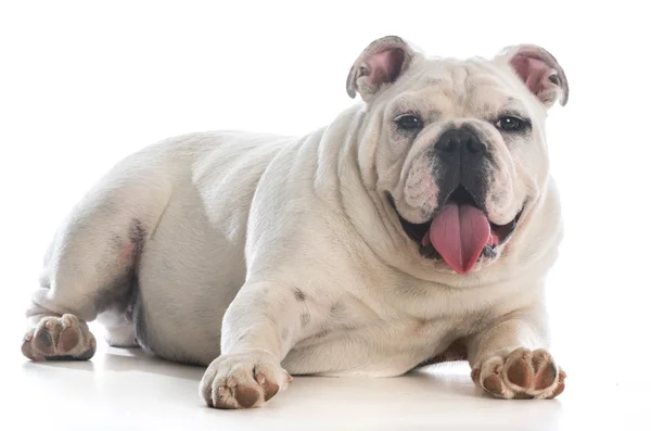 Müder Hund — Stockfoto