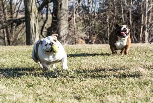 Zwei Hunde beim Fangen — Stockfoto