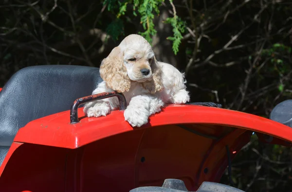 Cane da fattoria — Foto Stock