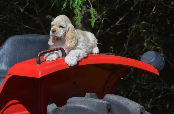 Cane da fattoria — Foto Stock