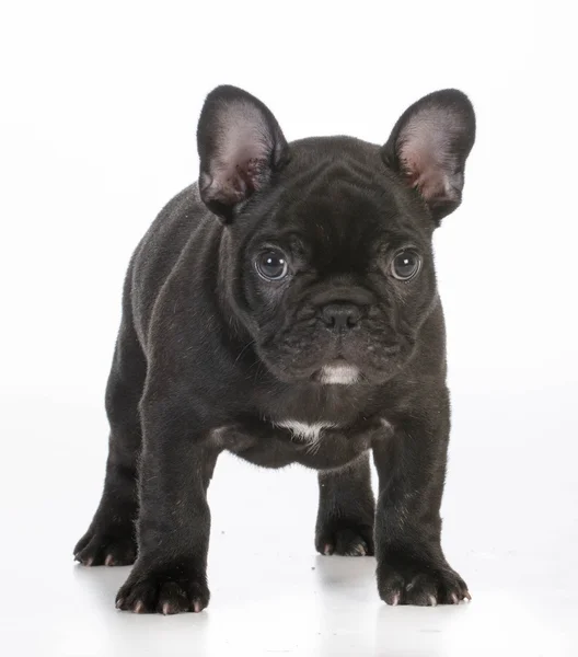 Cachorrinho de bulldog francês — Fotografia de Stock