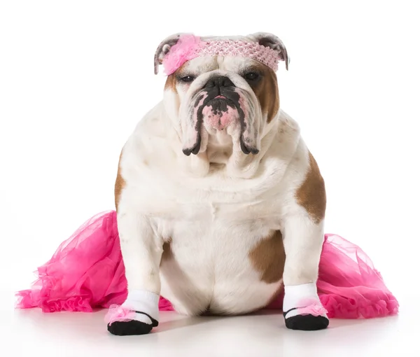 Hond ballerina — Stockfoto