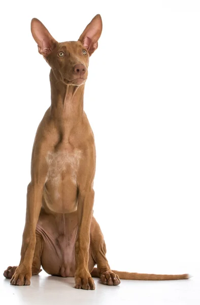 Cão do Faraó — Fotografia de Stock