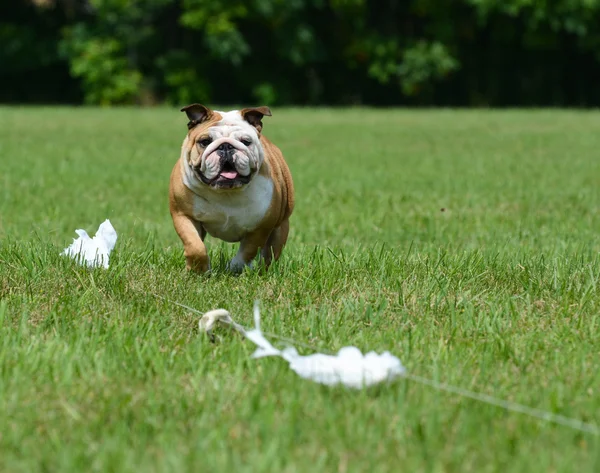 Lockmittel Coursing — Stockfoto