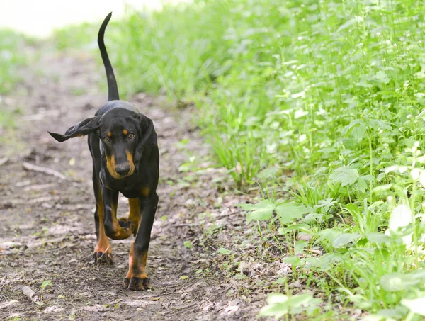 Hundespaziergang — Stockfoto