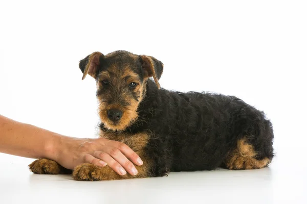 Manos sosteniendo cachorro — Foto de Stock