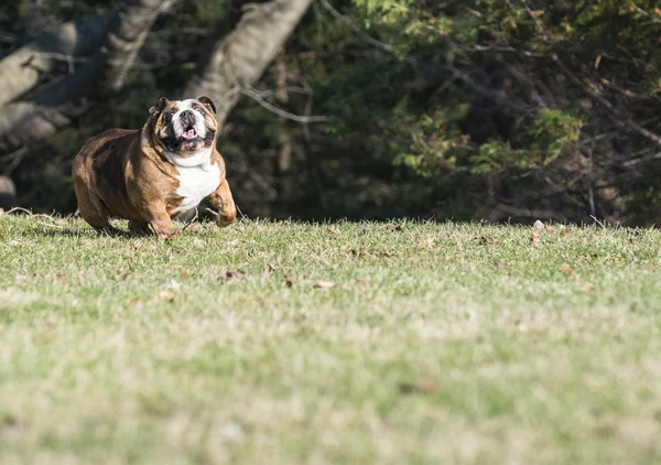 英式斗牛犬 — 图库照片