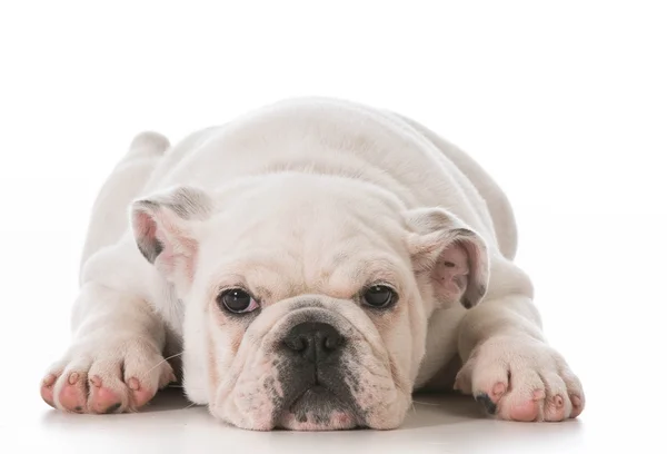 Bulldog puppy — Stock Photo, Image