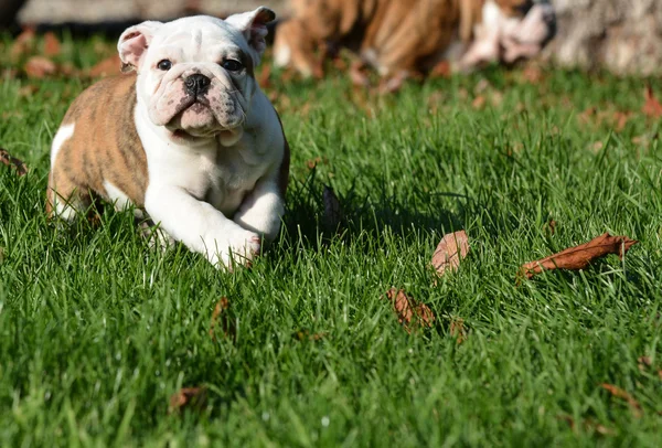 Engels bulldog pup — Stockfoto