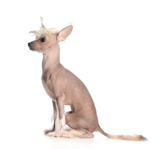 Cinese Crested cucciolo — Foto Stock