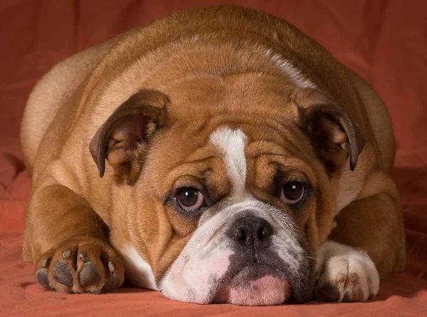 Engelse Bulldog — Stockfoto