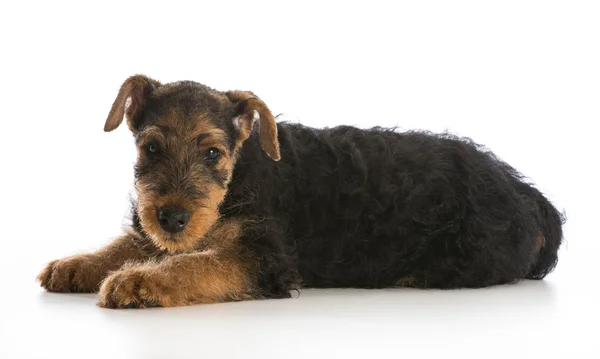 Airedale terrier puppy — Stock Photo, Image