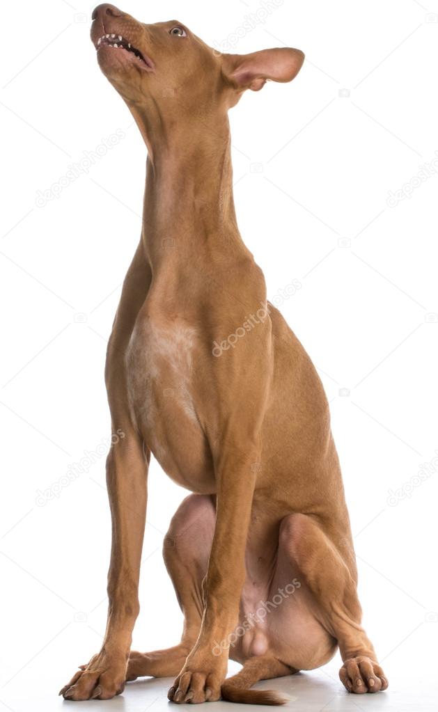 面白い犬 ストック写真 C Willeecole 面白い犬 ストック写真 C Willeecole