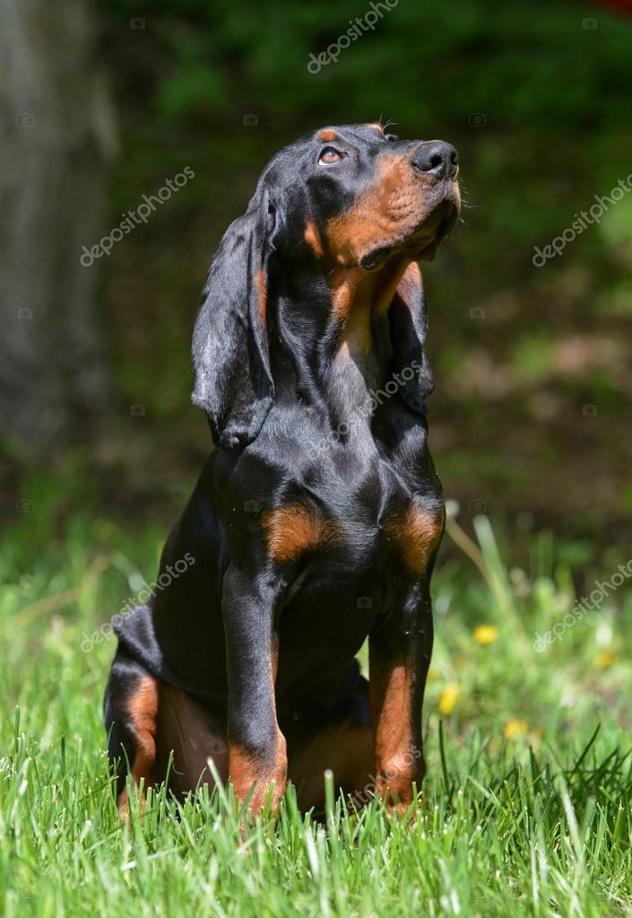 Tan Coonhound Redbone Coonhound Origin Redbone Hound Different