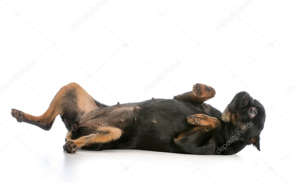 Hund auf dem Rücken liegend Stockfotografie lizenzfreie Fotos
