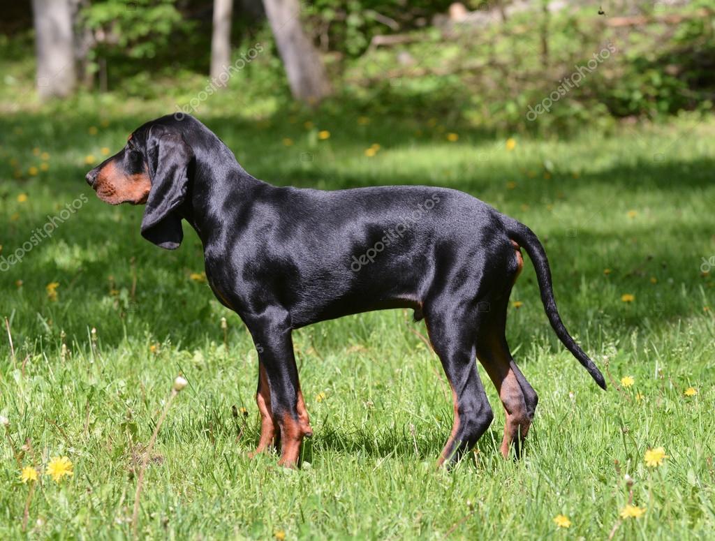Coonhound — Stock Photo © willeecole #61119809
