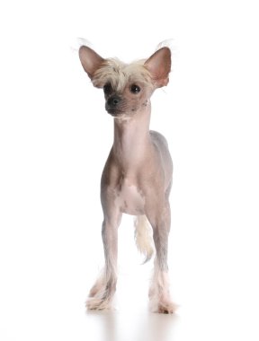 Çince Tepeli Köpek