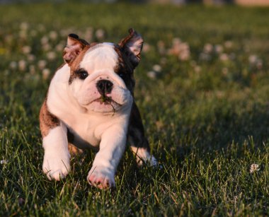 çalışan köpek yavrusu