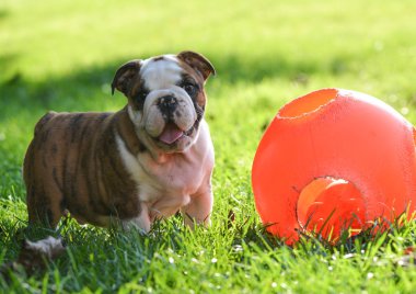oyuncakla oynamak köpek yavrusu