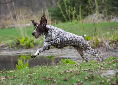 Alman shorthaired ibre
