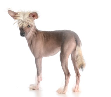 Çince Tepeli Köpek