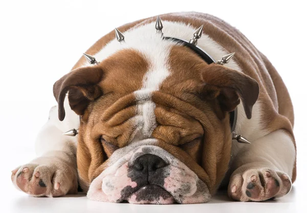 Cachorrinho bonito — Fotografia de Stock