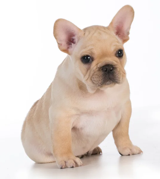 Cute puppy — Stock Photo, Image