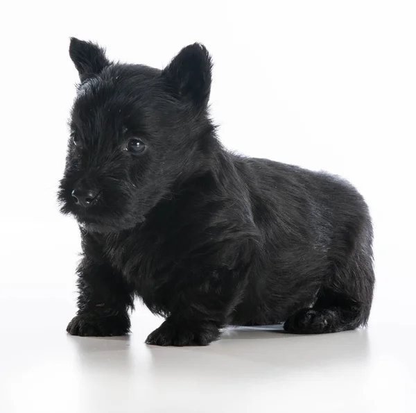 Schattig puppy — Stockfoto