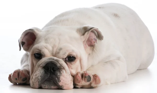 Cachorrinho bonito — Fotografia de Stock