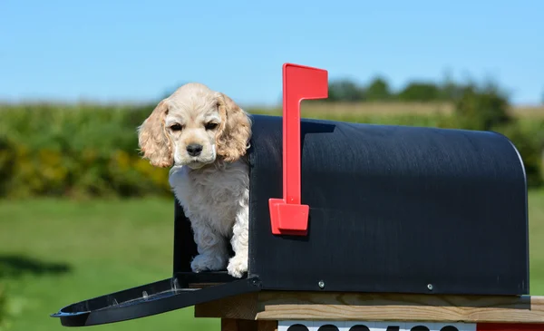 Cachorro em uma caixa de correio — Fotografia de Stock