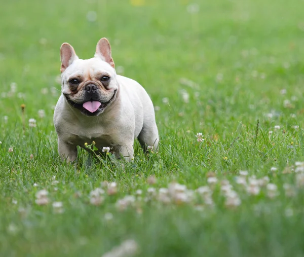 Bulldog francês — Fotografia de Stock