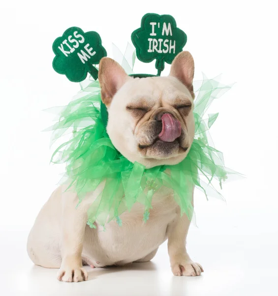 St Patricks Day dog — Stock Photo, Image